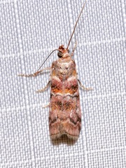 Dioryctria pygmaeella