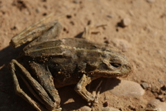 Pelophylax perezi