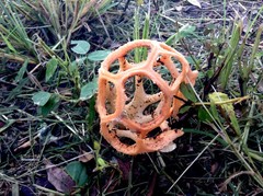 Clathrus