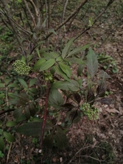 Sambucus racemosa