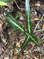 Gardneria multiflora