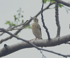 Anthus godlewskii