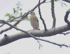 Anthus godlewskii