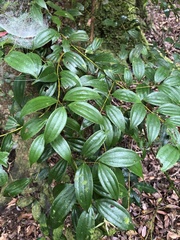 Cinnamomum subavenium