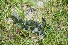 Asclepias humistrata image