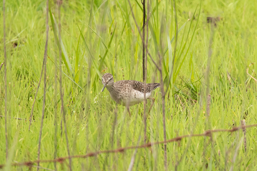 Prutka migavica (Tringa glareola)