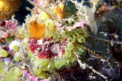 Ecteinascidia herdmani