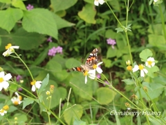 Vanessa indica indica