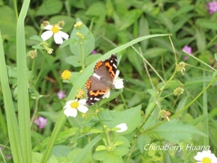 Vanessa indica indica