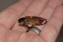 Temognatha variabilis