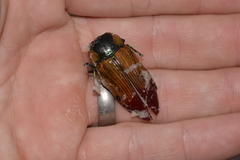 Temognatha variabilis