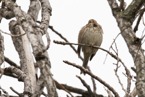strnádka lúčna (Emberiza calandra)