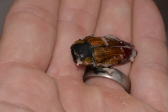 Temognatha variabilis