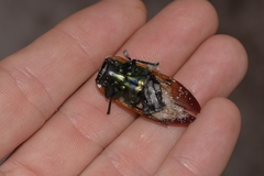 Temognatha variabilis