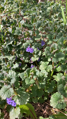 Glechoma hederacea