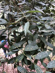 Cinnamomum subavenium