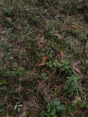 Vaccinium vitis-idaea