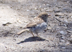 Passer domesticus