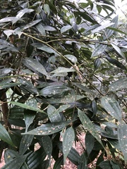 Cinnamomum subavenium