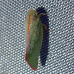Sanurus