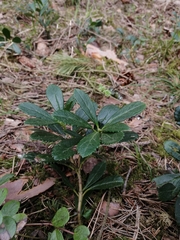 Chimaphila umbellata