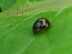 Brachiacantha ursina