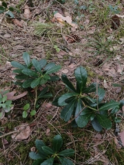 Chimaphila umbellata