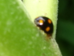 Brachiacantha ursina