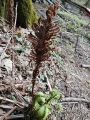 Matteuccia struthiopteris