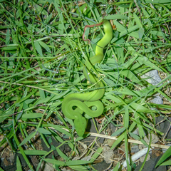 Trimeresurus insularis