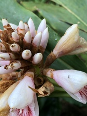 Alpinia shimadae