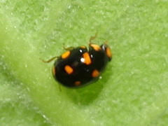 Brachiacantha ursina