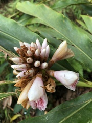 Alpinia shimadae