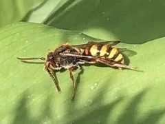 Nomada leucophthalma