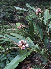 Alpinia shimadae
