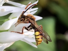 Nomada leucophthalma