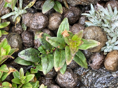 Epilobium denticulatum