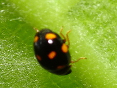 Brachiacantha ursina