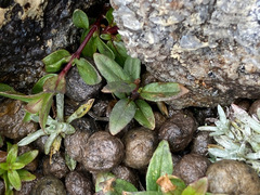 Epilobium denticulatum