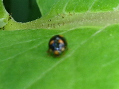 Brachiacantha ursina