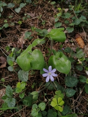 Hepatica nobilis