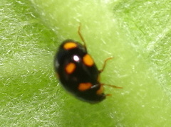 Brachiacantha ursina