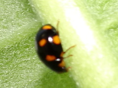 Brachiacantha ursina