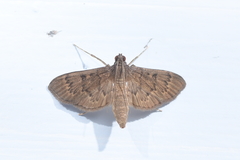 Omiodes tristrialis