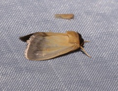 Exyra semicrocea