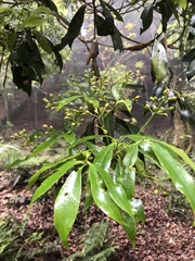 Machilus japonica
