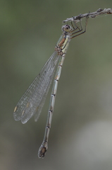 Chalcolestes parvidens