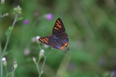 Cigaritis schistacea