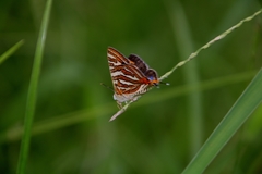 Cigaritis schistacea