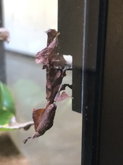 Phyllocrania
